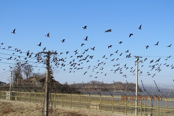 Ein Schwarm Vögel sitzt auf befestigten Grenzanlagen und fliegt frei herum.